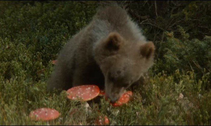 Лосі і ведмеді їдять по кілька грибів за раз, але навіть така доза для них мізерно мала. 