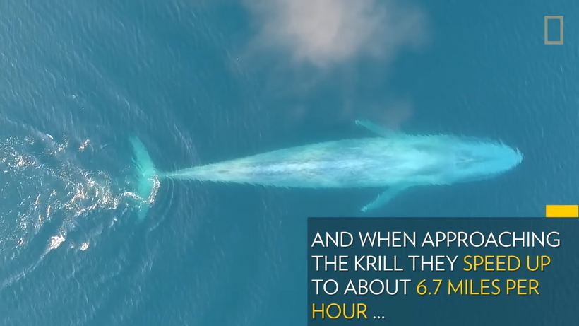 Сині кити за вечерею - безпілотник зняв воістину грандіозне відео