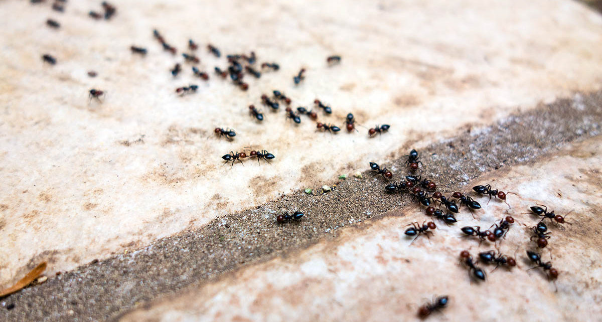 Роль мурашників у збереженні біорізноманіття